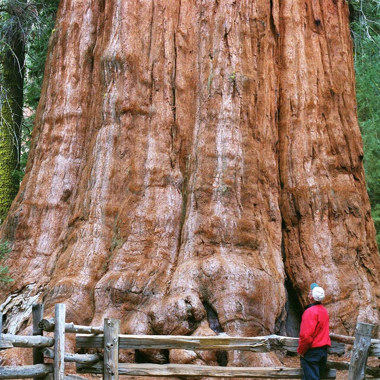 Где на нашей планете растут самые большие деревья (фото) - Новости вторсырье-м.рф