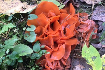 В Новосибирской области нашли краснокнижный гриб