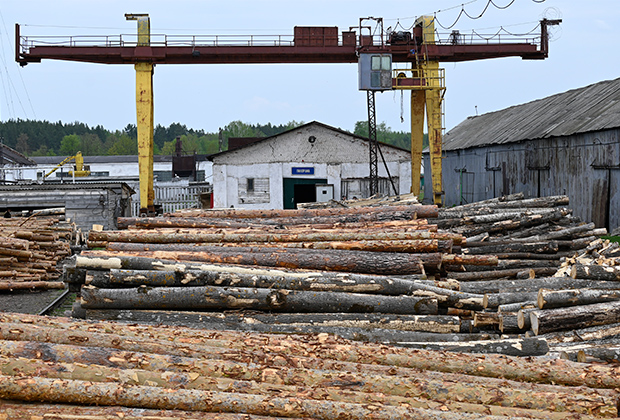 Заготовка леса в одной из колоний Мордовии