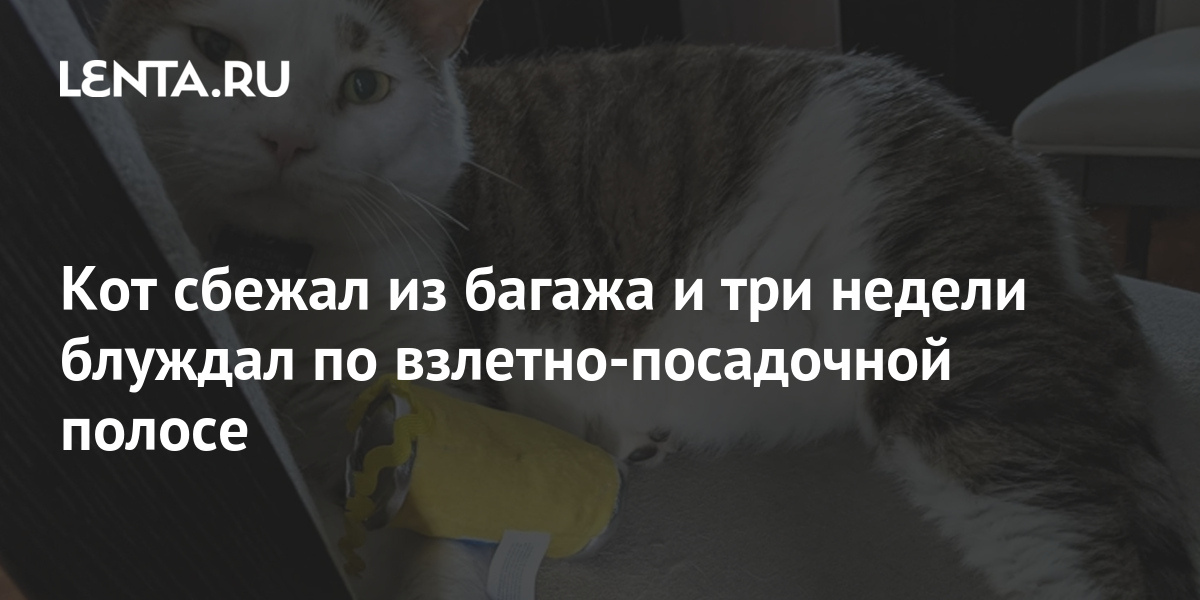 Три Кота Новые Серии 2022 Года Врач Три Кота Новые Серии 2022 Года Врач