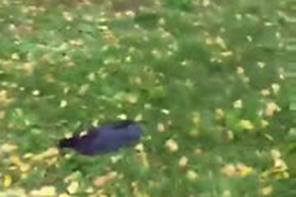 Появилось видео усеянной трупами птиц улицы в российском регионе