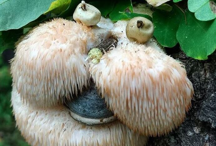 Які користі приносить гриб єжовик?