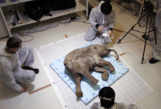 Тело замерзшего мамонтенка, жившего 37 тысяч лет назад. Япония