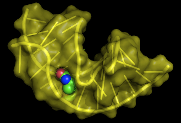 Структура РНК-аптамера, специфичного к биотину