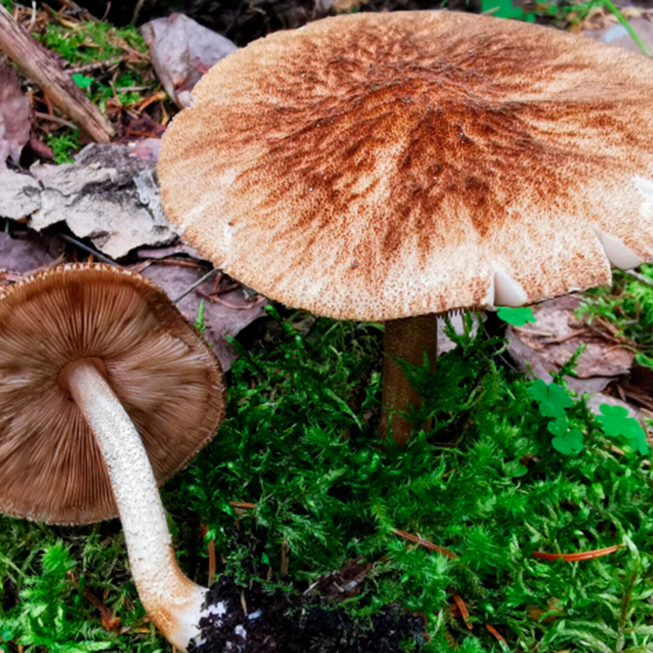 фото груздев грибов