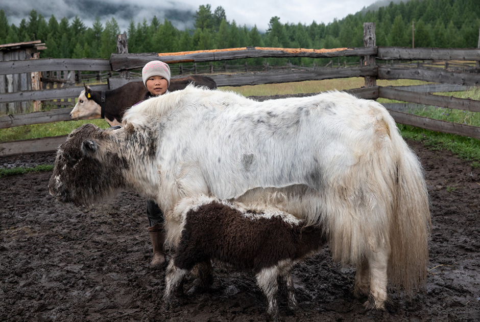Света Балданова из улуса Боксон помогает маме управляться с яками, хайнаками и коровами
