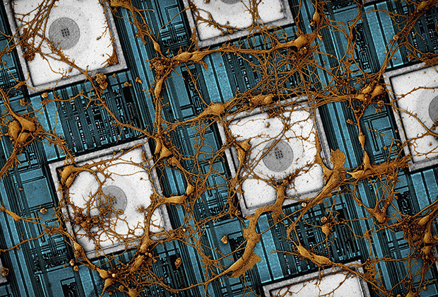 Изображение нейронов крысы, нанесенное поверх наноэлектродной матрицы CMOS. Фото: Park Research Group at Harvard
