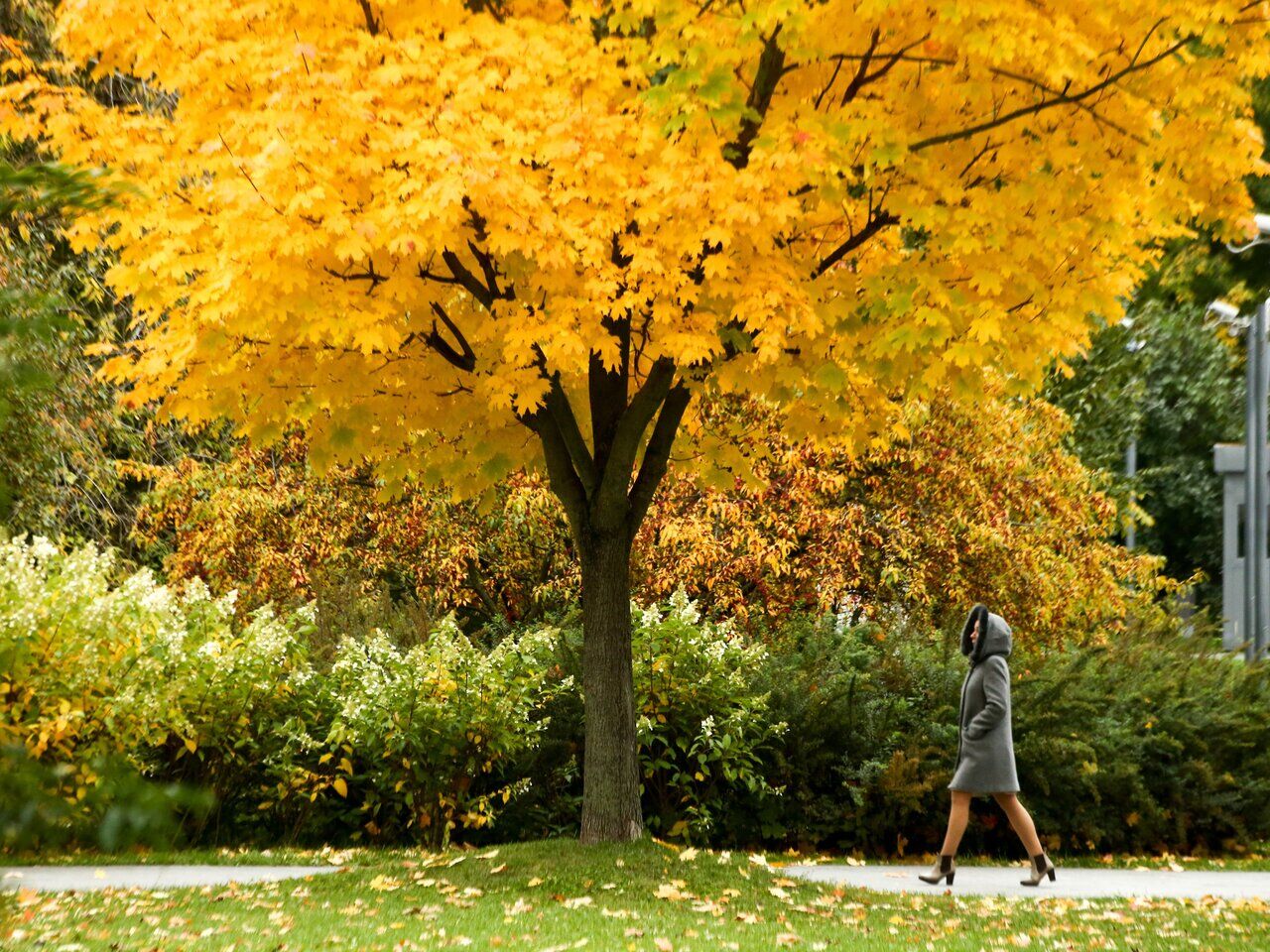Листья на деревьях перестали желтеть из-за глобальной проблемы: Климат и  экология: Среда обитания: Lenta.ru