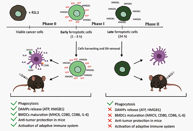 Ферроптозные клетки на поздней стадии при инъекции в организм мышей не стимулировали иммунную систему и не вызывали антиопухолевого действия.
