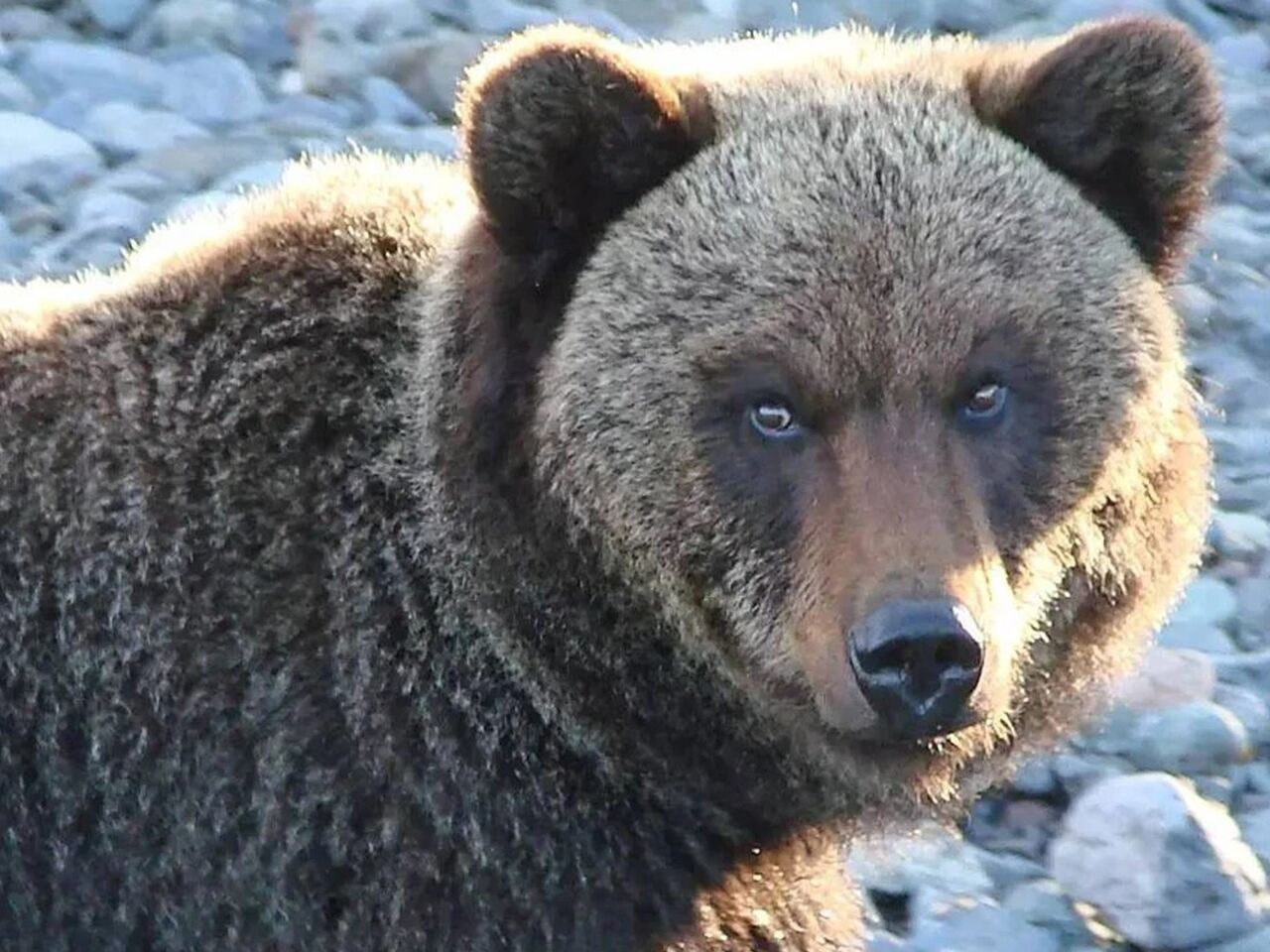 В Иркутской области области рядом с туристической тропой заметили медведя:  Природа: Моя страна: Lenta.ru