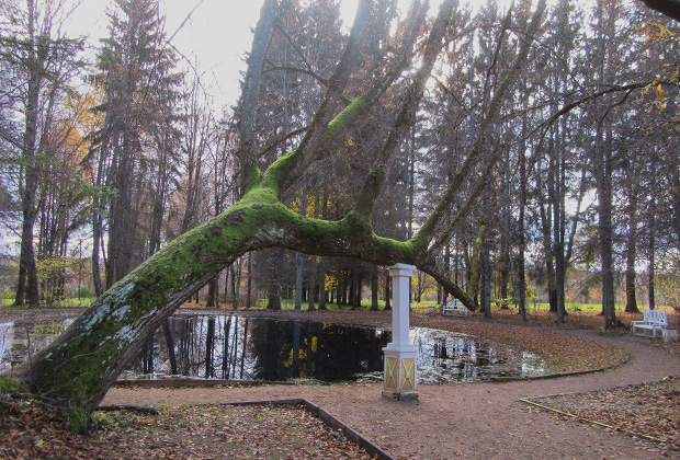 Пруд в берновском парке. Старинные деревья здесь бережно сохраняются