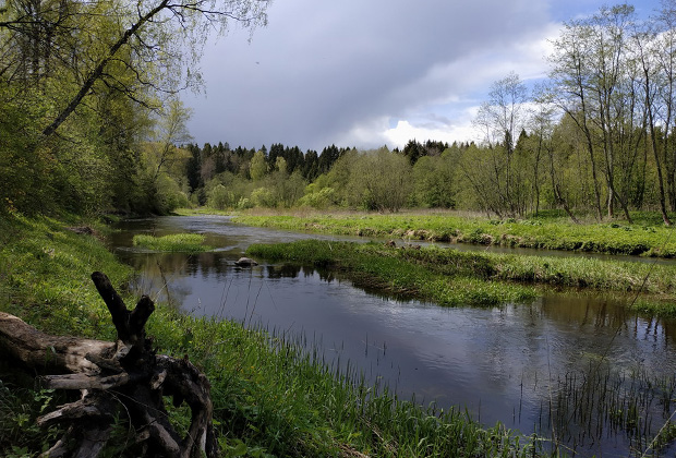 Берново, река Тьма