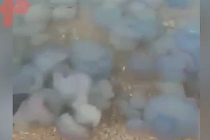 Нашествие медуз превратило Азовское море под Ейском в желе