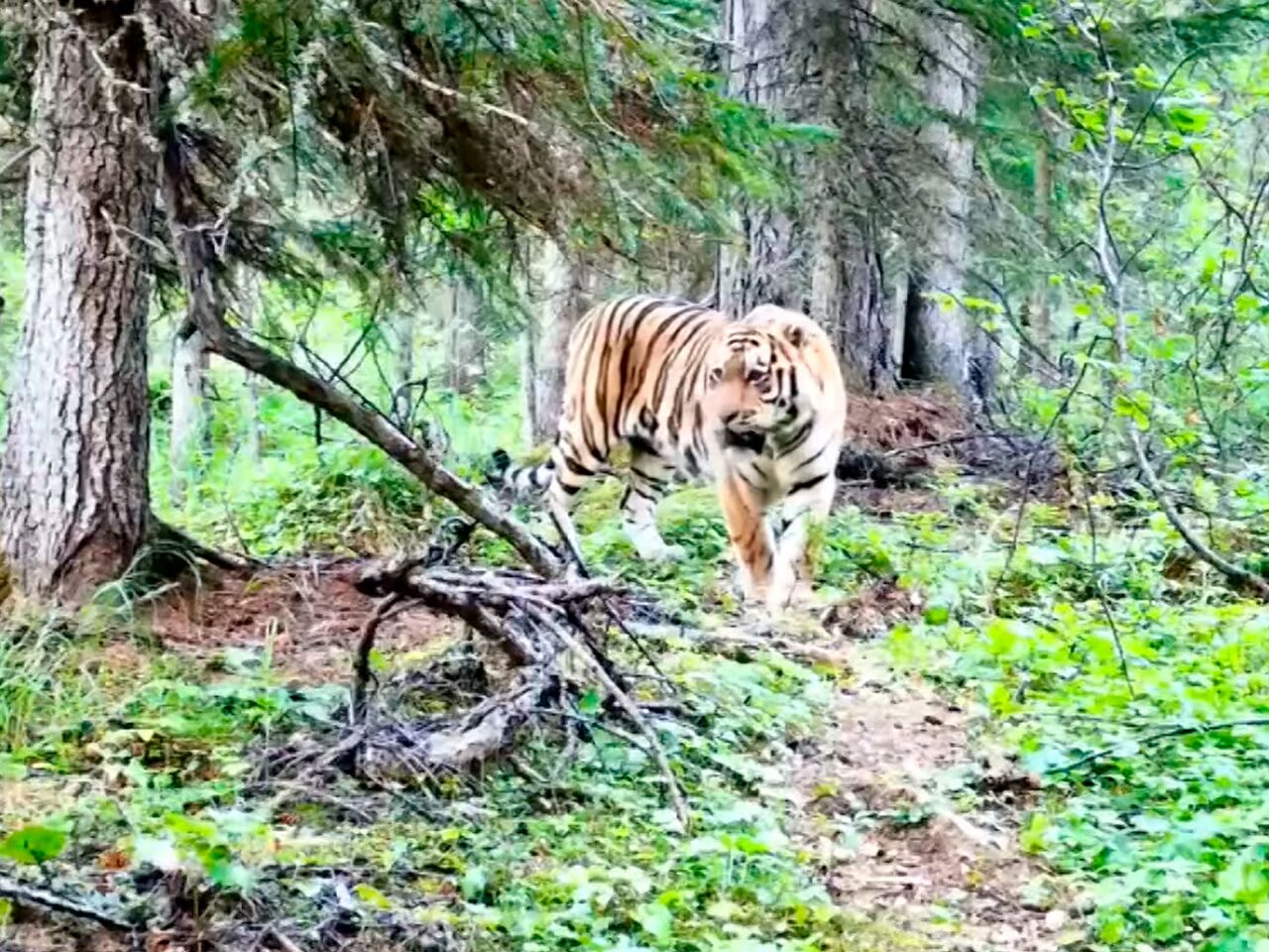 амурские острова