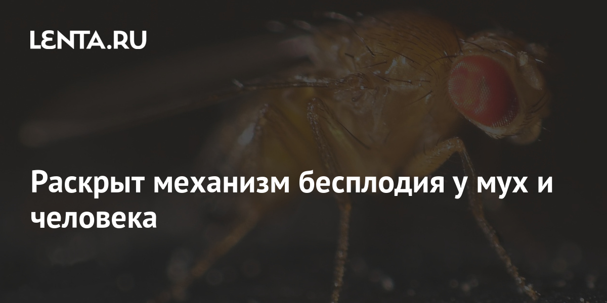 Раскрыт механизм бесплодия у мух и человека: В России: Наука и техника ...
