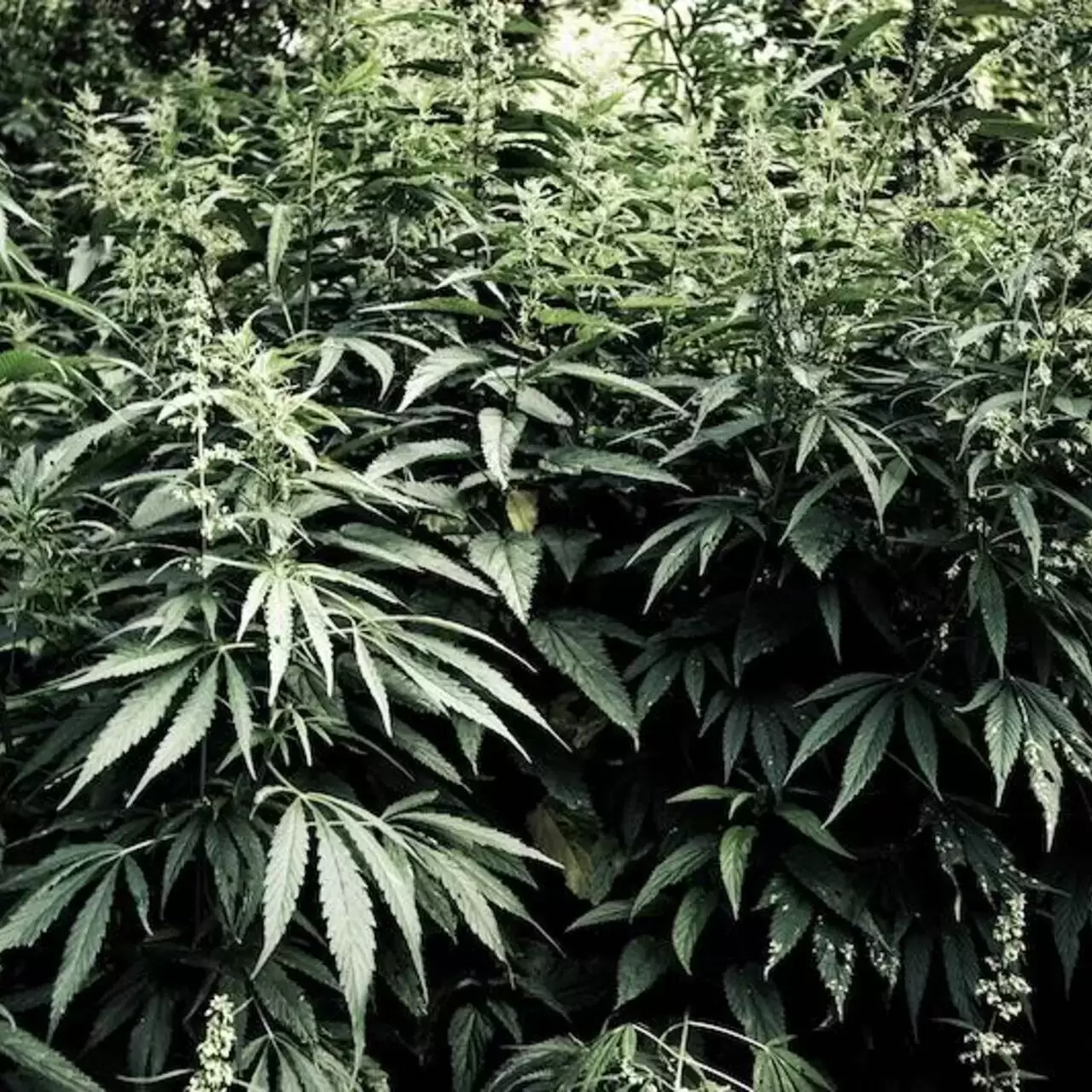 Культивирование марихуаны в россии ткань с листьями конопли