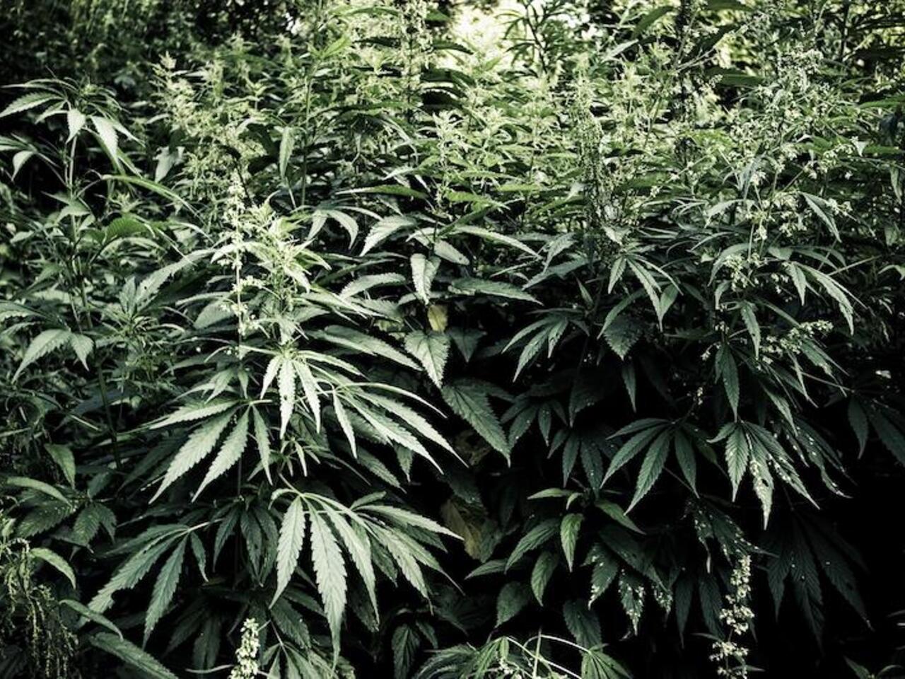 Выращиваем в россии коноплю растяжка марихуаны
