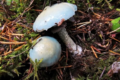 В российском регионе выросли «инопланетные» грибы