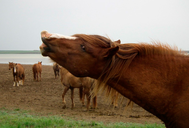 Многие думают, что так лошади зевают или улыбаются, на самом деле, скалясь, они проверяют запахи