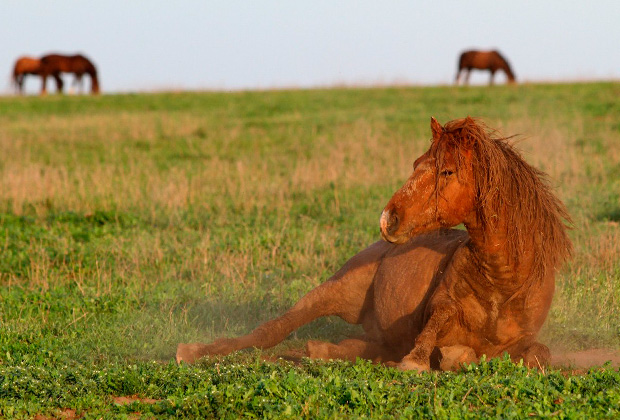 Обвалявшись в грязи, лошади защищают себя от укусов слепней 