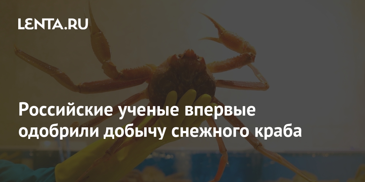 Российские ученые впервые одобрили добычу снежного краба: События: 69-я ...