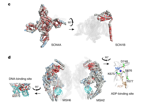 Отображение трехмерной структуры белкового комплекса SCN4A–SCN1B. Цвет соотносится с патогенностью замены какой-либо аминокислоты в белках (ярко-красный более патогенен, синий — не связан с патогенностью)