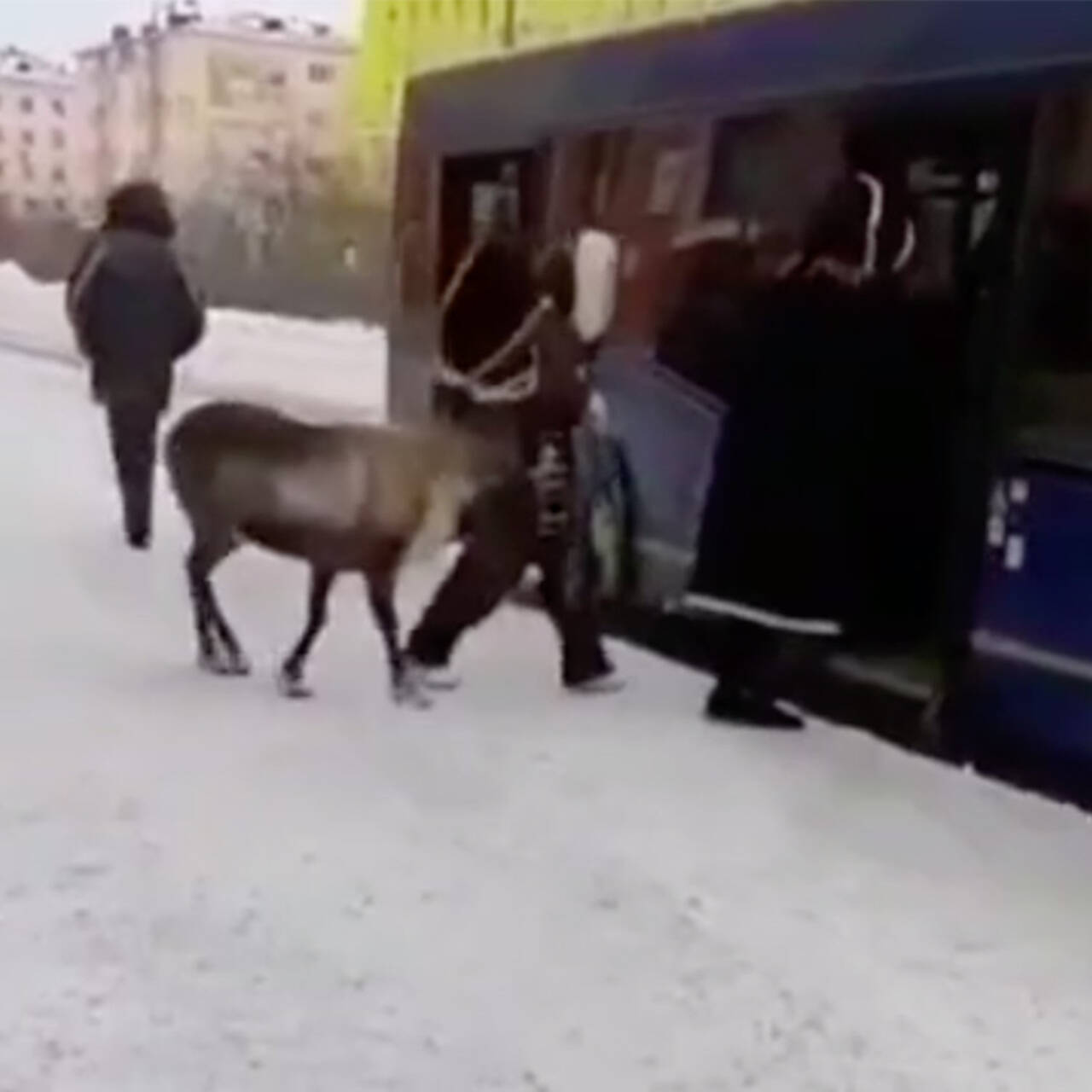 Заходящего в автобус северного оленя в Норильске сняли на видео: Явления:  69-я параллель: Lenta.ru