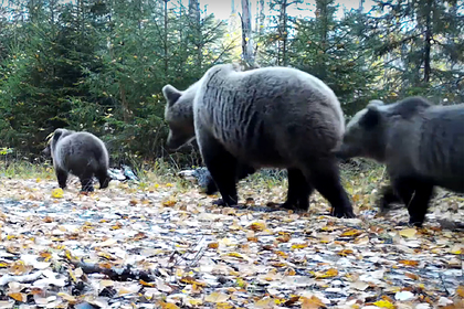 Подготовка семейства медведей к зиме попала на видео