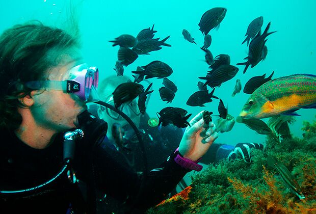 Дайвер кормит мидией рыб в акватории Черного моря возле мыса Меганом