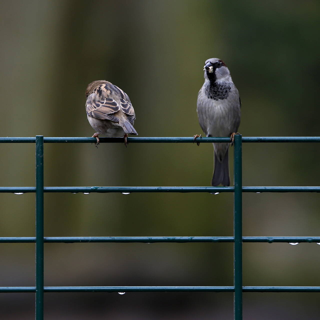 Домовый воробей (Passer domesticus). Птицы Сибири.