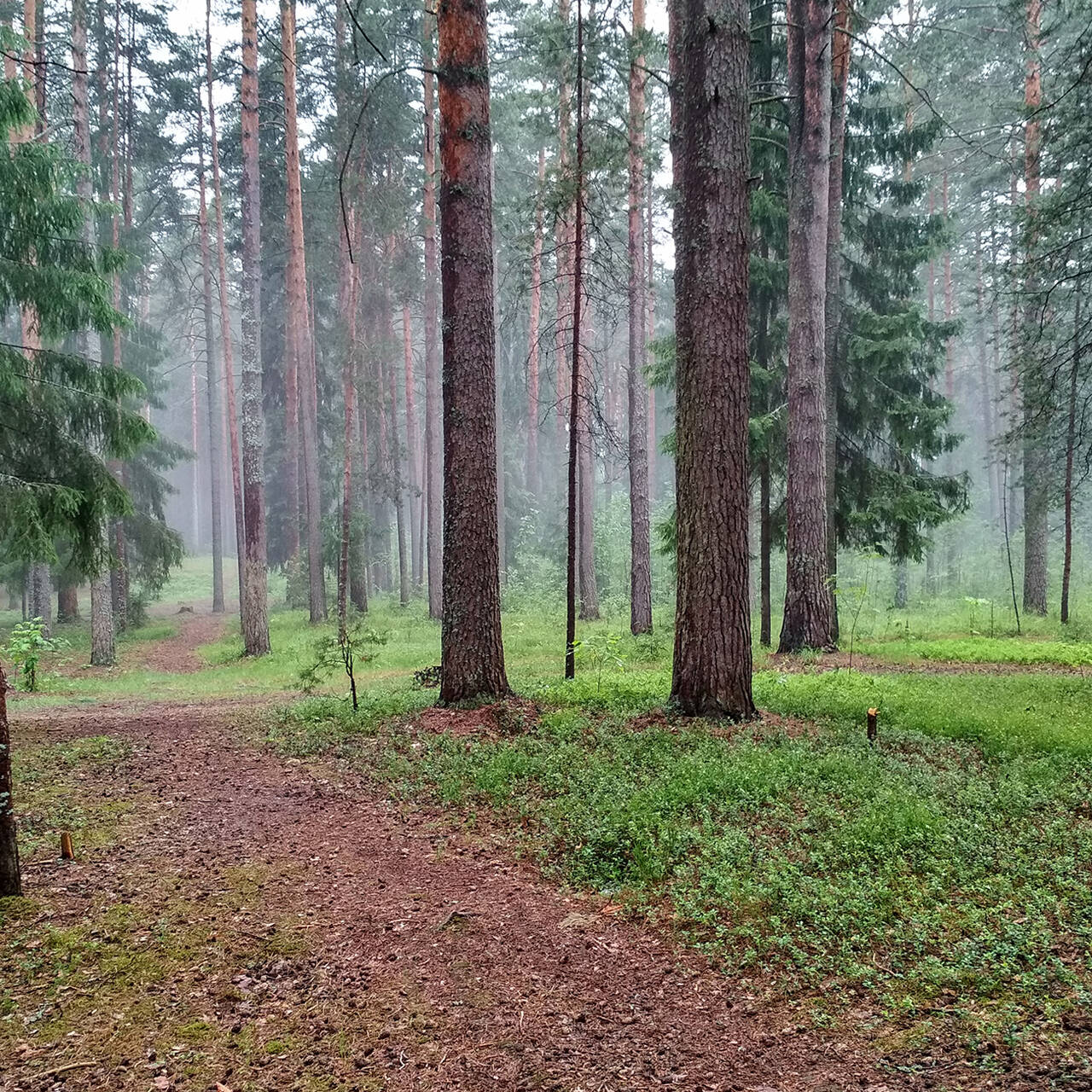 Лес России фото