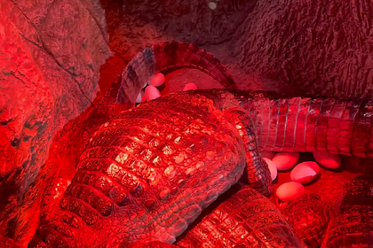 Каймановые крокодилы впервые отложили яйца в Ялтинском крокодиляриуме