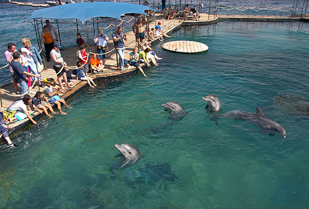 Дельфинарий в Эйлате