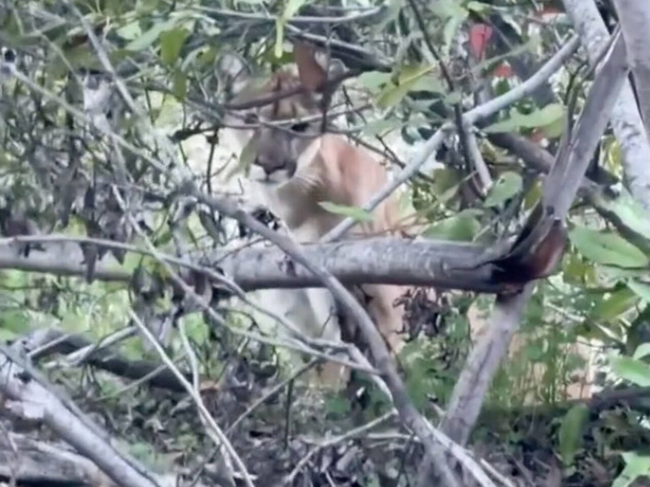 Пума подкараулила пару на туристической тропе и попала на видео: Звери: Из  жизни: Lenta.ru