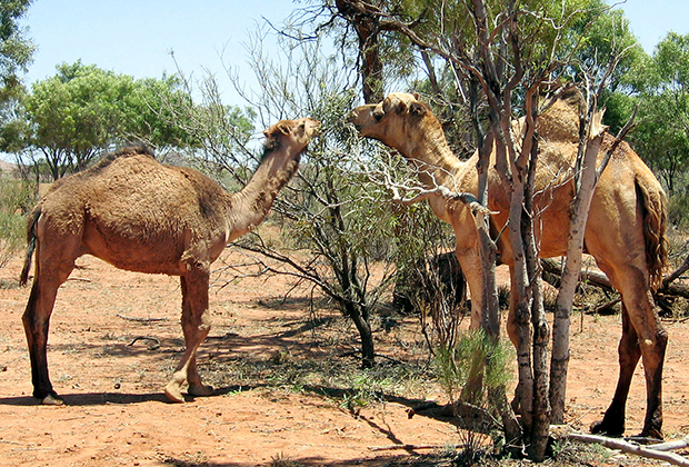 Одичавшие верблюды в Австралии. Фото: Reuters