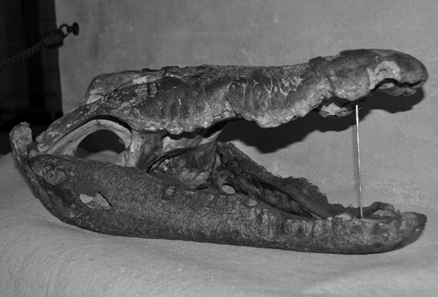 Череп крокодила в замке Карлштейн