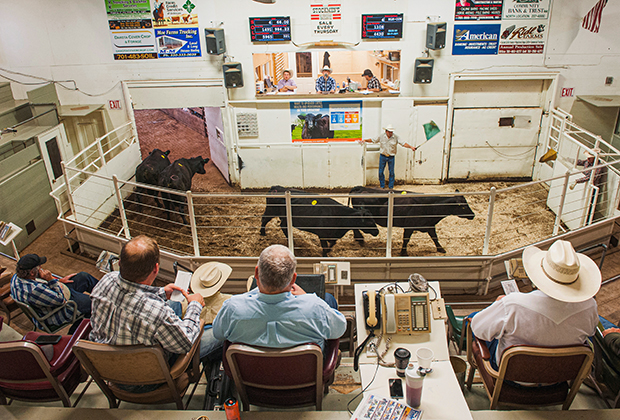 Аукцион скота в Северной Дакоте