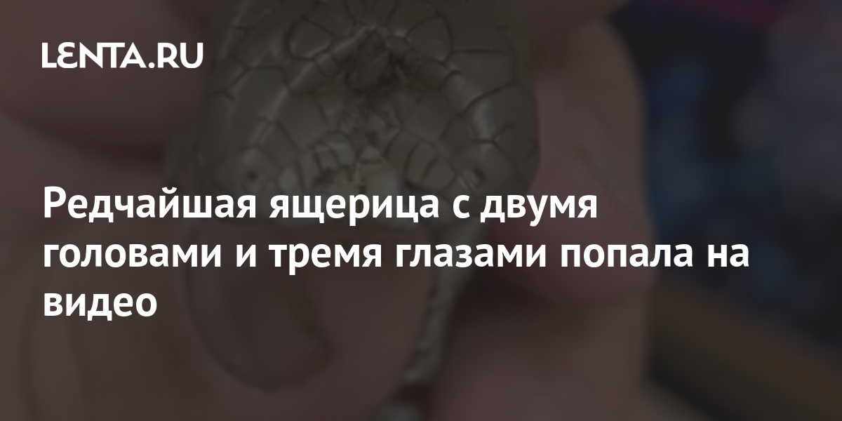 Редчайшая ящерица с двумя головами и тремя глазами попала на видео ...