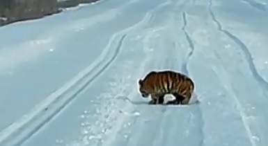 В российском регионе вышли на поиски потерявшегося тигренка