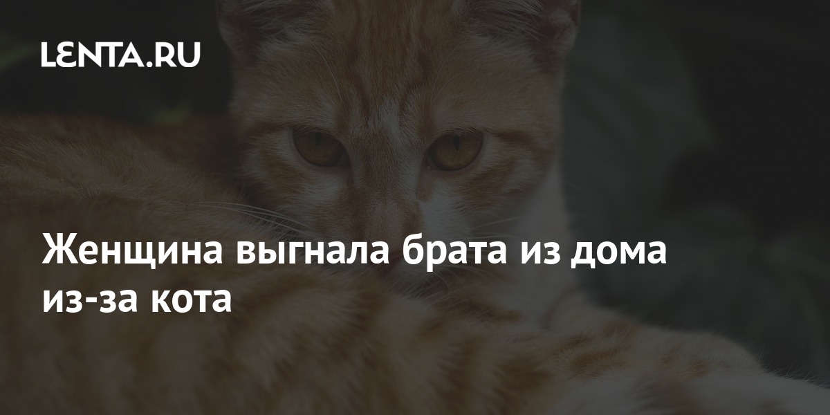 Бубу Кот Новые Серии 2022 Года
