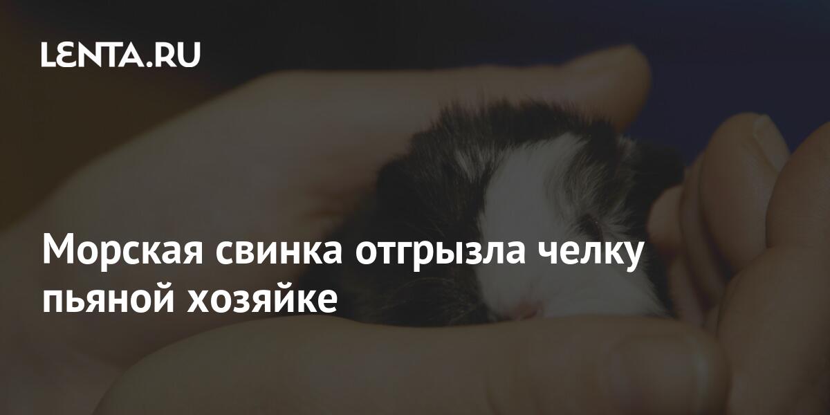 Морская свинка отгрызла челку пьяной хозяйке: Люди: Из жизни: Lenta.ru
