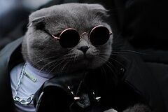 Самый стильный кот Чечни Риччи