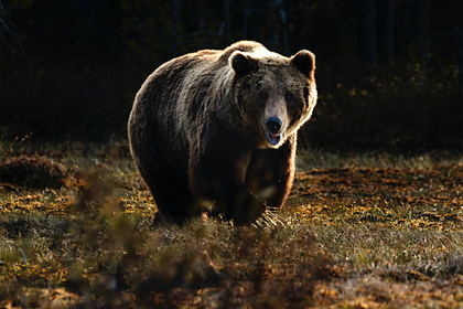 Охотовед предупредил об опасности медведей в Ленинградской области