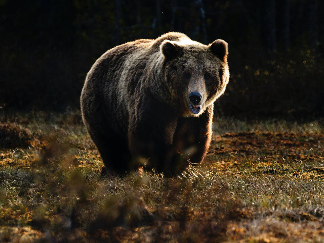 Фото бегущий медведь