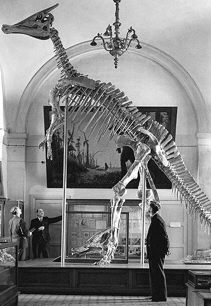 Утконосый динозавр, экспонат палеонтологического музея Академии наук СССР в Москве