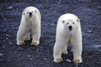 «Медведь идет как танк» В арктических поселках — нашествие белых медведей. Как защитить людей от опасных хищников?