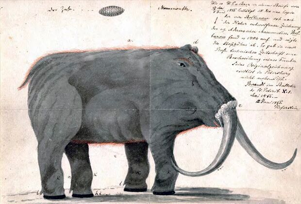 Первая художественная реконструкция ископаемого животного в России — «Мамонт купца Романа Болтунова», обнаруженного в дельте Лены в 1799 году