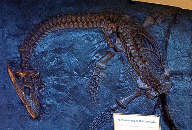 Плезиозавр в музее Парижа