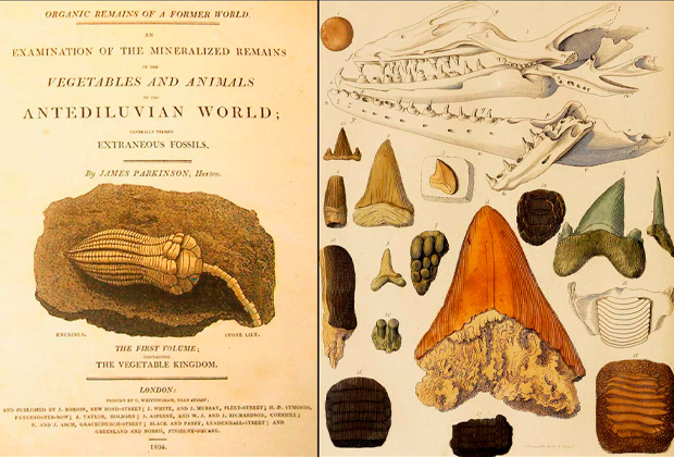Репродукция из трактата Джеймса Паркинсона «Органические остатки бывшего мира», опубликованного между 1804 и 1811 годами