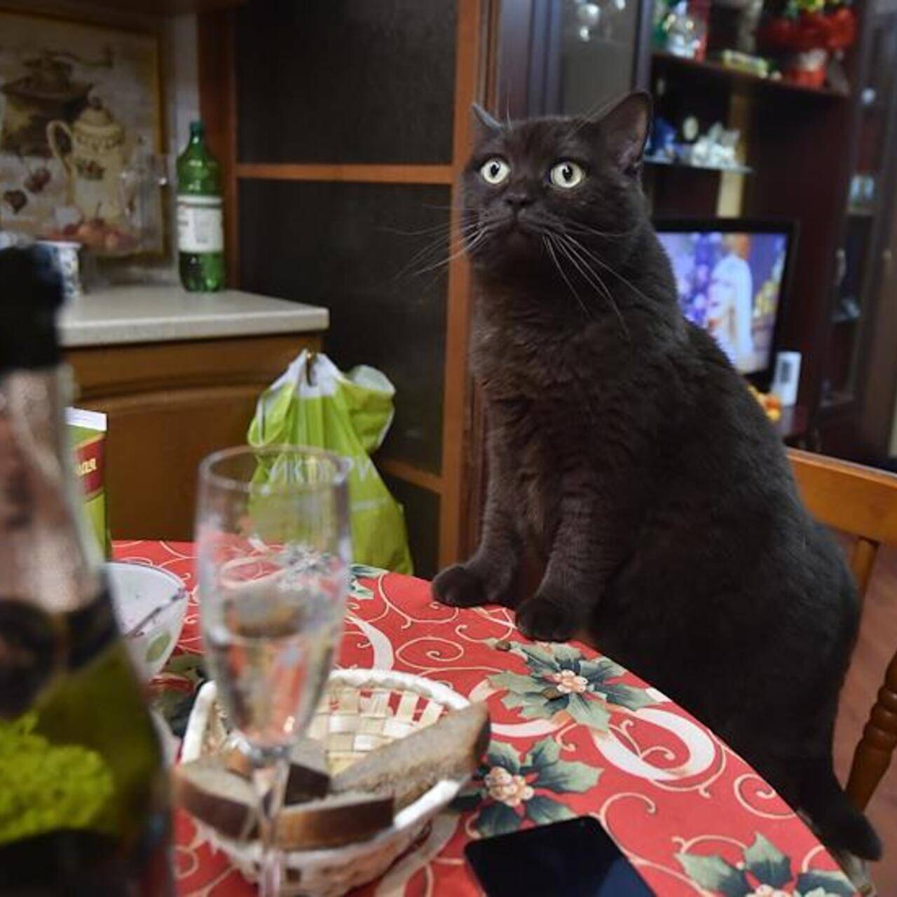 Кот за праздничным столом